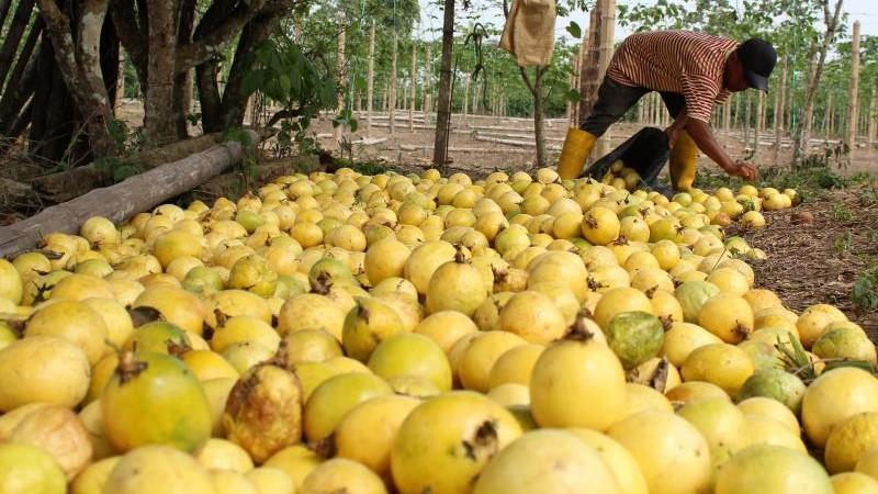 Exportaciones peruanas de maracuyá llegaron a 26 destinos en el primer trimestre de 2024