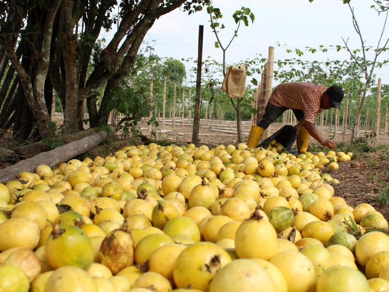 Exportaciones peruanas de maracuyá sumaron US$ 60.473.000 en 2022