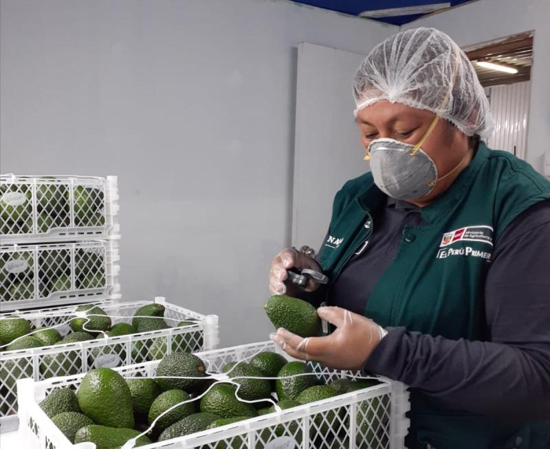 Exportaciones peruanas de palta alcanzaron las 36.412 toneladas en el primer trimestre del año