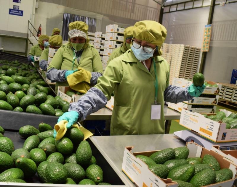 Exportaciones peruanas de palta comienzan el 2023 de manera acelerada