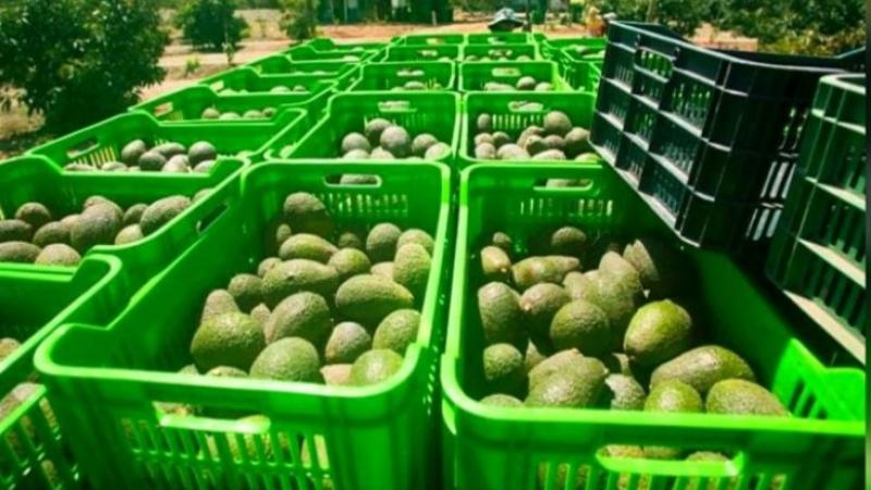 Exportaciones peruanas de palta crecieron 28% en valor, pero cayeron -4% en volumen en junio de 2024