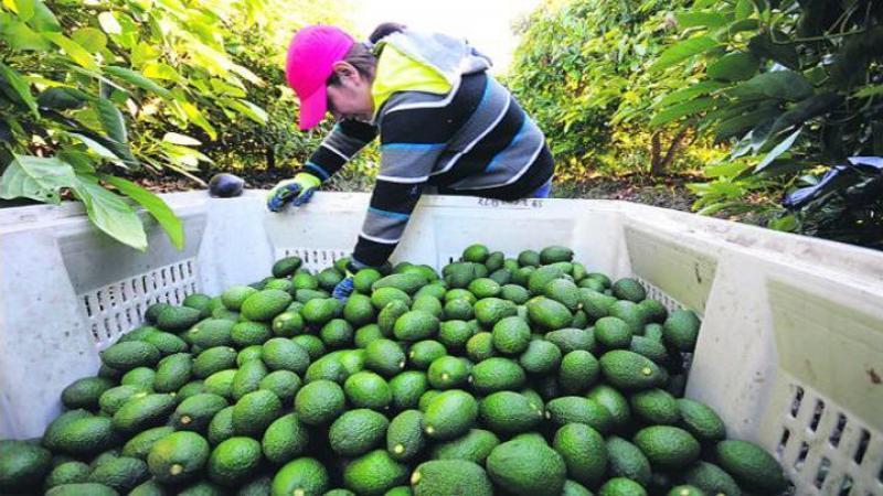Exportaciones peruanas de palta sumaron 433 mil toneladas en el primer semestre de 2025, reflejando un alza de 32%