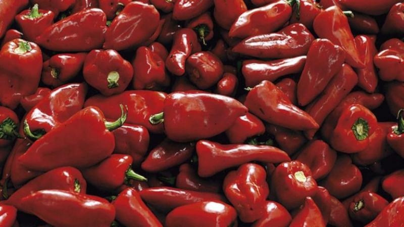 Exportaciones peruanas de pimiento piquillo crecieron 18% en volumen y 17% en valor en el primer trimestre del año