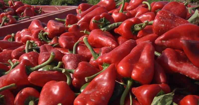 Exportaciones peruanas de piquillo alcanzaron las 18.605 toneladas por US$ 41.9 millones, mostrando una caída de -22% en volumen y -21% en valor