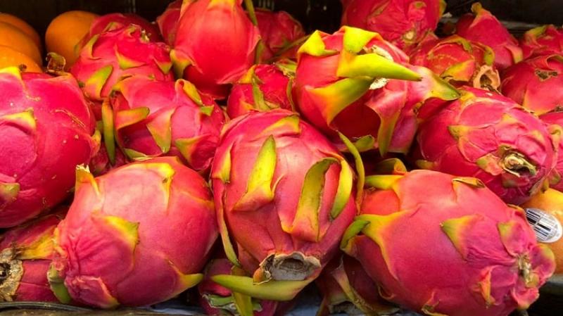 Exportaciones peruanas de pitahaya fresca aumentaron 24 veces en volumen y 12 veces en valor entre enero y noviembre de 2023