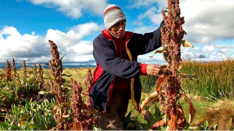 Exportaciones peruanas de quinua caen 18% en valor y 2% en volumen de enero a septiembre del presente año