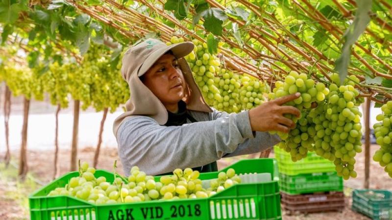 Exportaciones peruanas de uva sumaron US$ 790 millones en la primera mitad del 2026