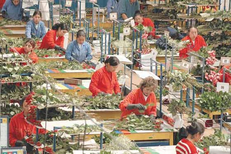 EXPORTADORES DE FLORES REPLICARÁN BUENAS PRÁCTICAS DE FLORICULTORES HOLANDESES