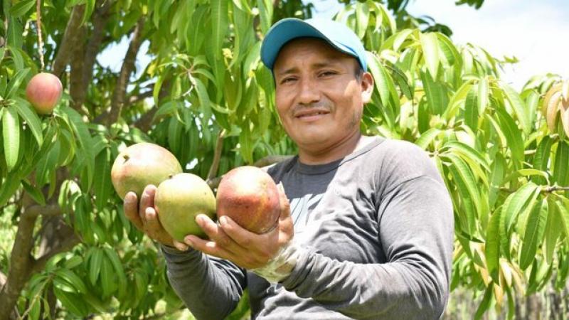 Exportadores han bajado estándares y llevan mangos aéreos desde 320 gramos, lo que puede impactar envíos marítimos