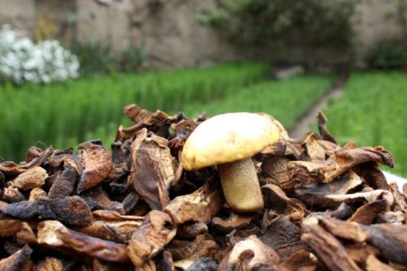 Exportarán 120 toneladas hongos comestibles de Incahuasi a Alemania