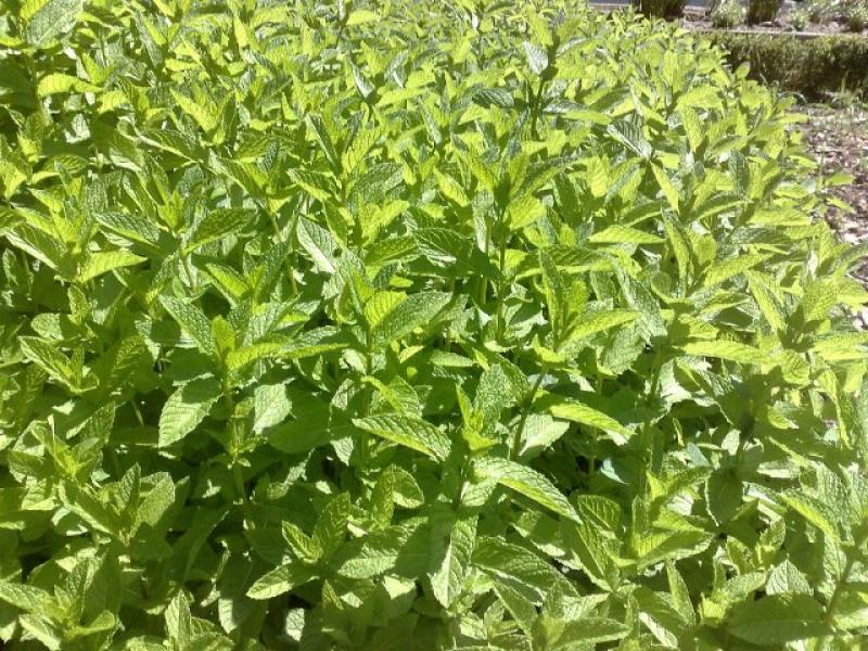 EXPORTARÁN MENTA A ALEMANIA