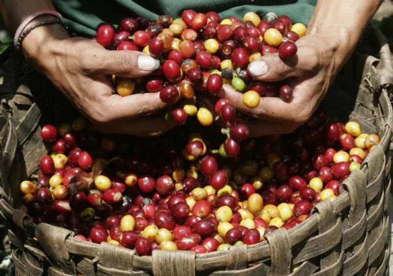 FALTA DE ACUERDO RETRASA LA CREACIÓN DE FONDO CAFETALERO