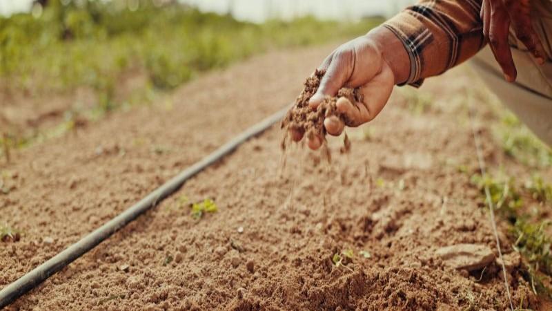 Falta de mantenimiento a sistema de riego por goteo reduce los rendimientos productivos de los cultivos