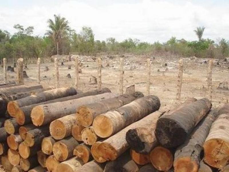 FAO ALERTA SOBRE LA DEFORESTACIÓN QUE SUFRE AMÉRICA LATINA 