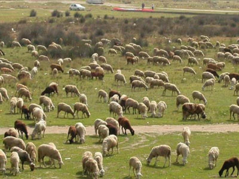 FAO ALERTA SOBRE PROPAGACIÓN DE LA PESTE EN PEQUEÑOS RUMIANTES