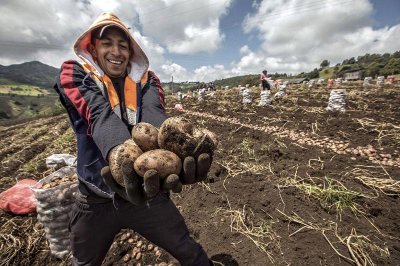 FAO: producción mundial de papa en 2022 caería un 6% tras el récord de 2021