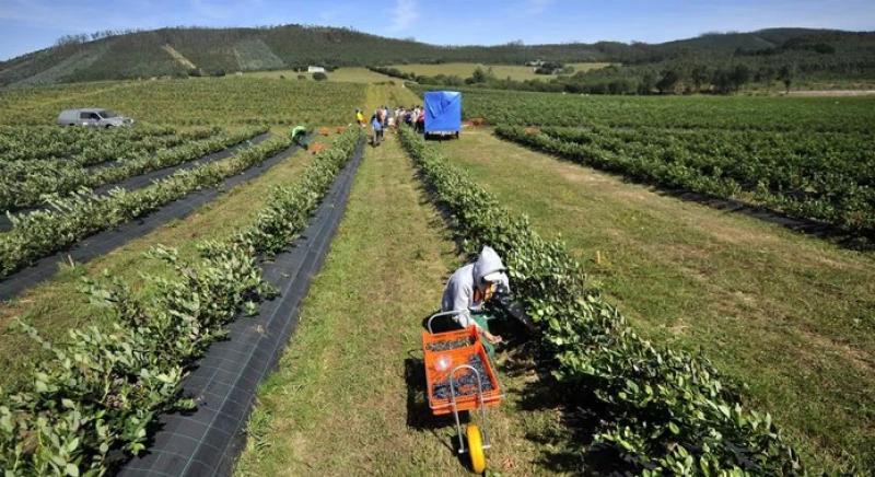 FAO recomienda a gobiernos que declaren la agricultura como actividad estratégica