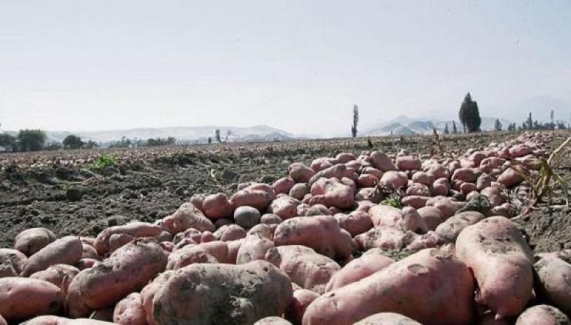 Fenómeno La Niña podría retrasar inicio de próxima campaña de siembras