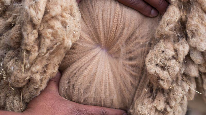 Fibra de alpaca más fina del mundo se produce con gas natural de Petroperú