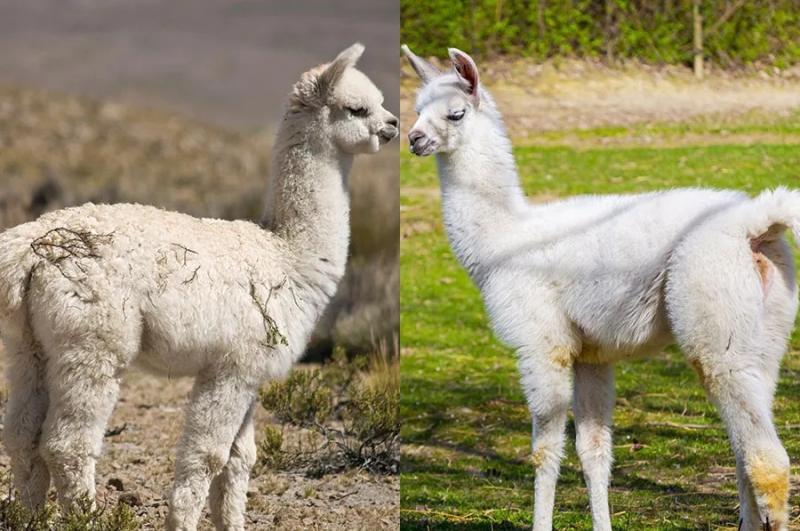 Fijan cuotas de exportación de alpacas y llamas correspondientes al año 2024