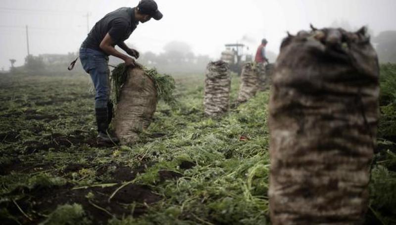 FMI y BM urgen a actuar rápido para frenar crisis alimentaria global por invasión de Rusia