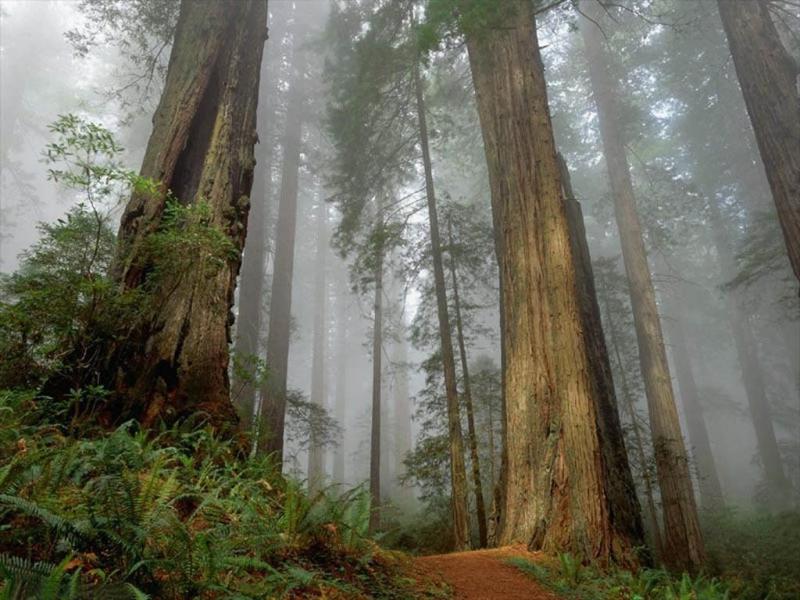 FONDEBOSQUE GESTIONA 25 PLANES DE NEGOCIOS