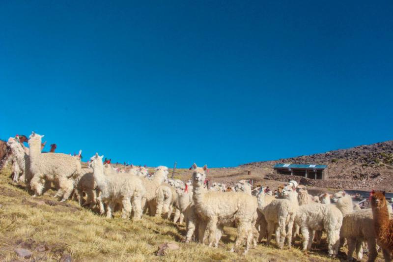 Fondo Agroperú destina S/ 30 millones para financiar a productores de la cadena de camélidos