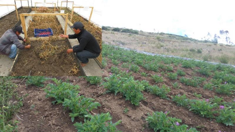 FORTALECER EL USO DE SEMILLA DE CALIDAD EN LA AGRICULTURA FAMILIAR