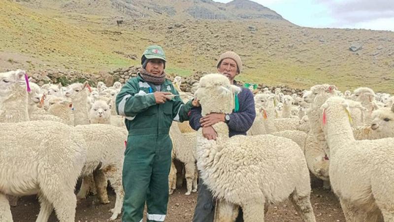 Fortalecerán mejoramiento genético de 6 mil alpacas en centros de producción