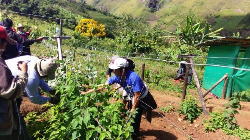 FRAMBUESAS DE LAMBAYEQUE SON REQUERIDAS POR SUPERMERCADOS LIMEÑOS