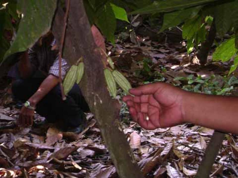 FRANCIA FASCINADO POR CACAO BLANCO PIURANO