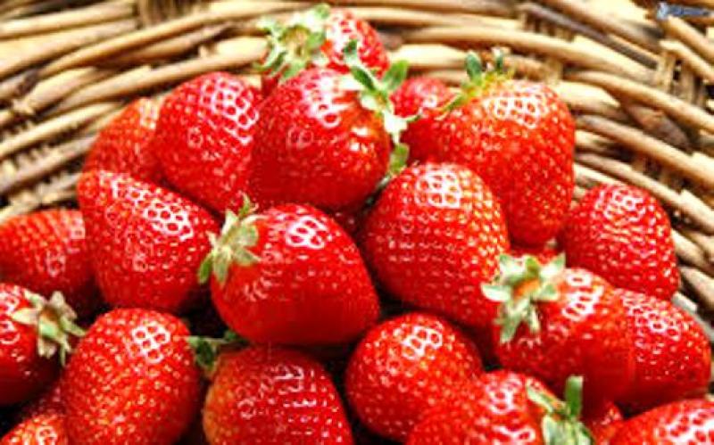 FRESAS PERUANAS TIENEN POTENCIAL PARA CUBRIR VACÍO DEJADO POR OTROS PRODUCTORES