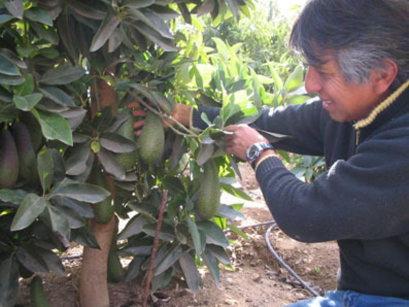 FRUTAS CHILENAS CASTIGADAS POR EL TERREMOTO