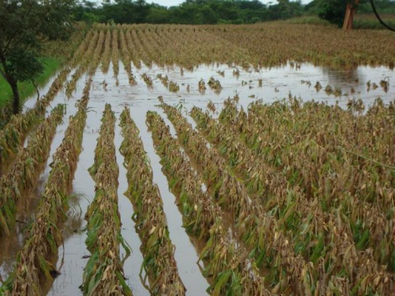 FUERTES LLUVIAS EN AREQUIPA HABRÍAN AFECTADO AL AGRO