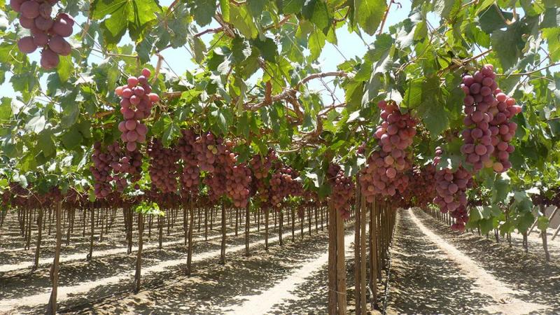 Fuertes lluvias en el norte amenazan próxima campaña en uva de mesa y mangos a nivel sanitario