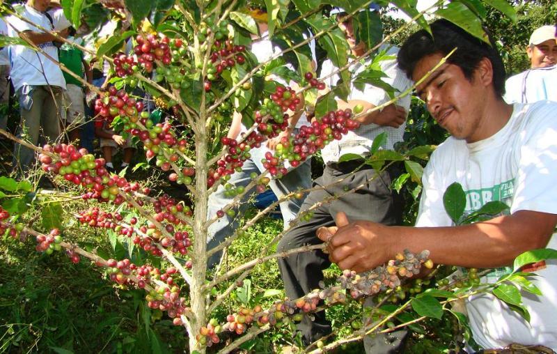 GASODUCTO SUR PERUANO LANZA PROGRAMA PARA APOYAR CADENA DE CAFÉ Y CACAO