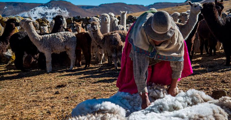 Gestionan construcción de dos plantas procesadoras de fibra de alpaca