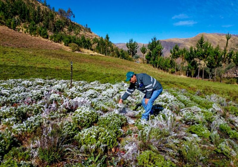 Gobierno aprueba transferencia de más de S/ 140 millones a gobiernos regionales y locales de Moquegua y Piura