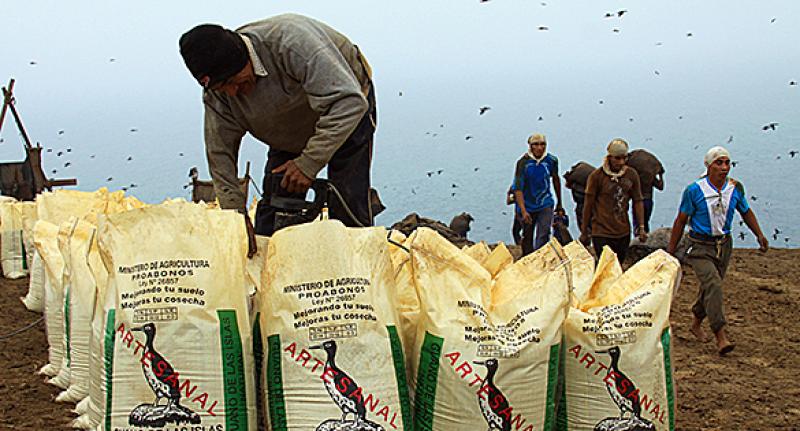 Gobierno cuadruplicará stock de guano de isla que se comercializará este año