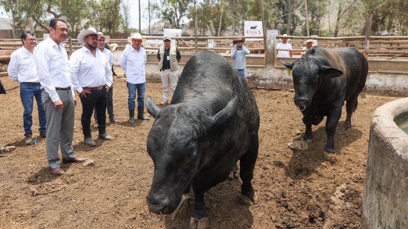 Gobierno impulsa la ganadería de alto rendimiento y de calidad con miras a la exportación, en 39 Concurso Nacional de Ganado Vacuno Engordado