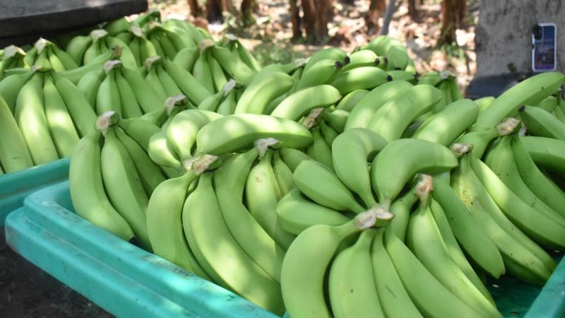 Gore Piura alista proyecto regional de Banano para contener el Fusarium