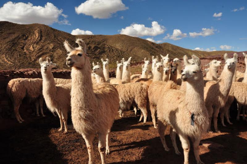 Granjas farmacéuticas son el futuro para la crianza de llamas