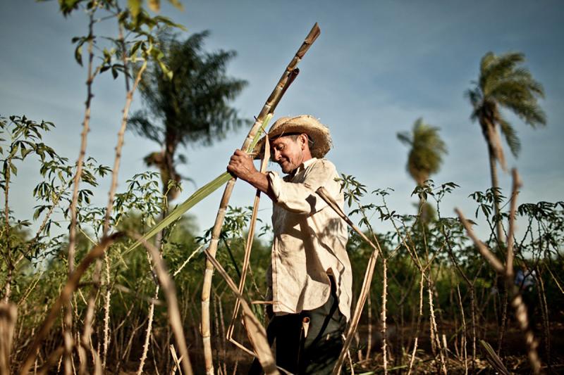 Gremio colombiano de la caña de azúcar destaca eliminación de arancel peruano como uno de sus mayores logros de 2018