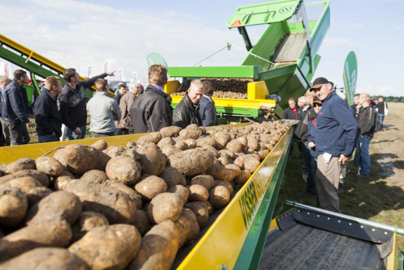 Habrá menos superficie de papas en el norte de la Unión Europea por falta de plantas