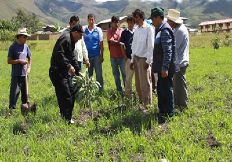 HABRÁN 25000 EMPADRONADORES PARA IV CENSO NACIONAL AGROPECUARIO