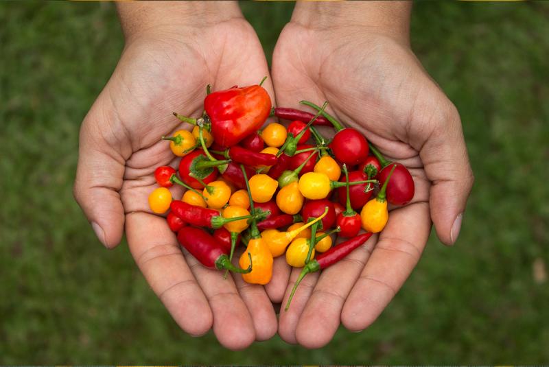 Hacia el segundo semestre de este año se incrementarán los envíos de capsicum fresco a EE.UU.