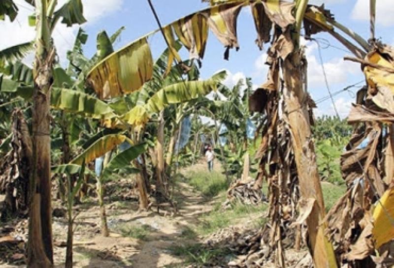 Hasta el momento no se ha identificado otros campos afectados por marchitez causada por Fusarium Raza 4 Tropical