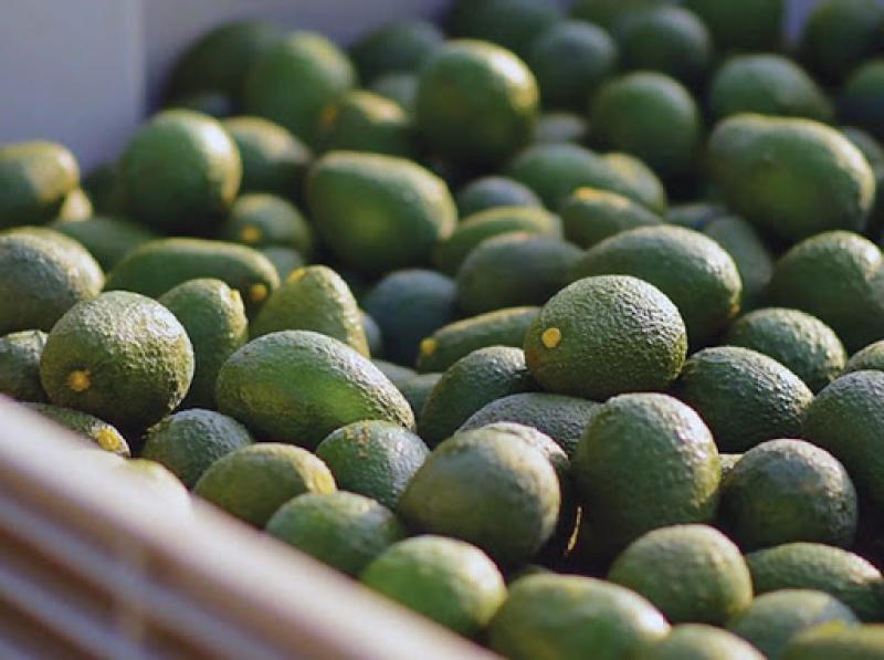 Hay mucho margen para incrementar el consumo de palta en Europa; y eso puede ayudar a colocar más despachos del fruto