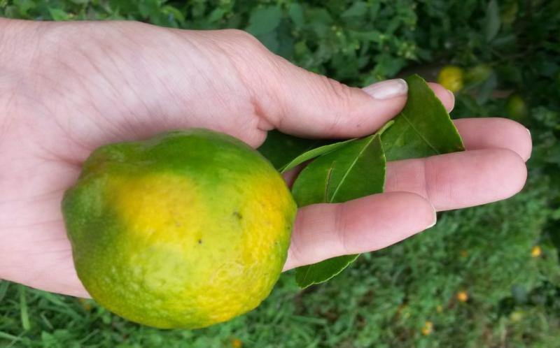 “Hay que concientizar al agricultor para que no ingrese material vegetal sin autorización”