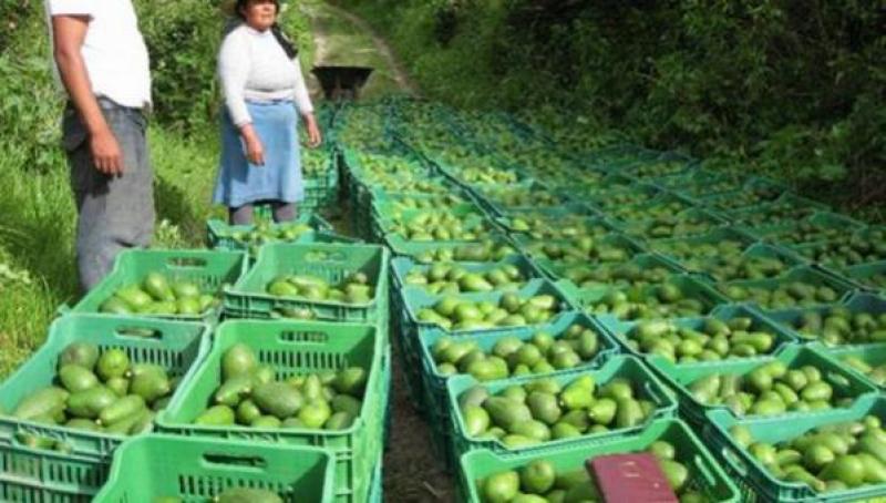 Hay US$600 millones de producción de palta en riesgo por las lluvias